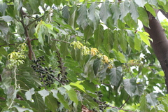 Cananga odorata